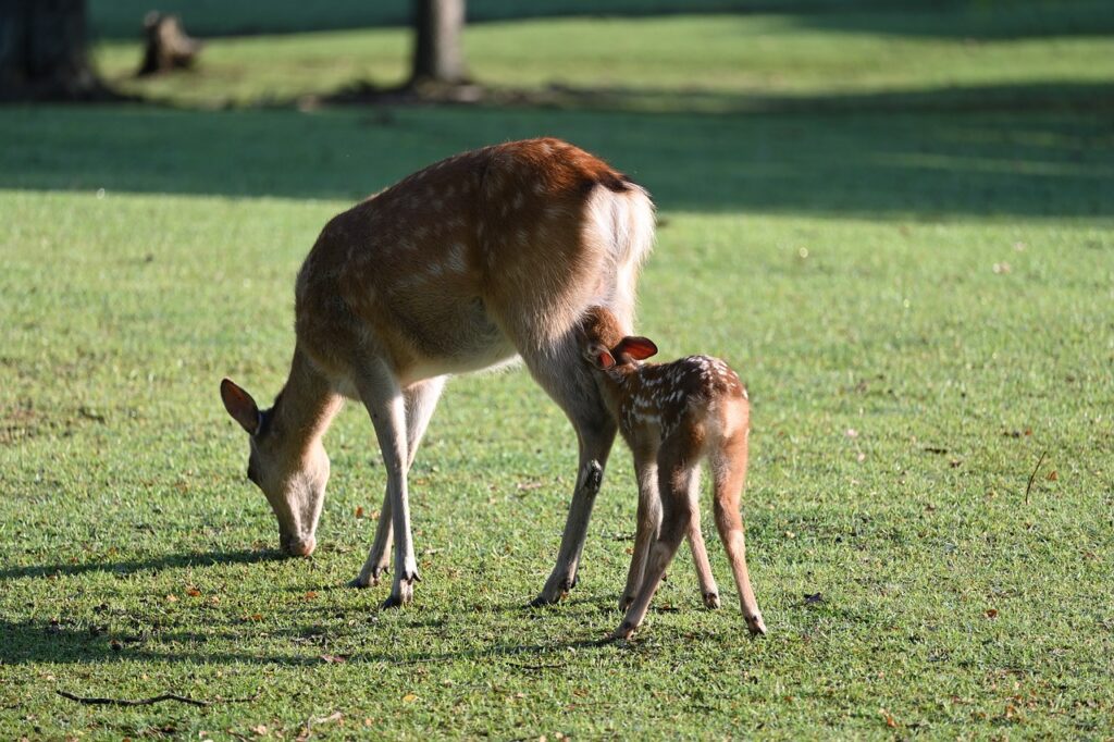 授乳中に美容家おすすめの安全なサプリは？