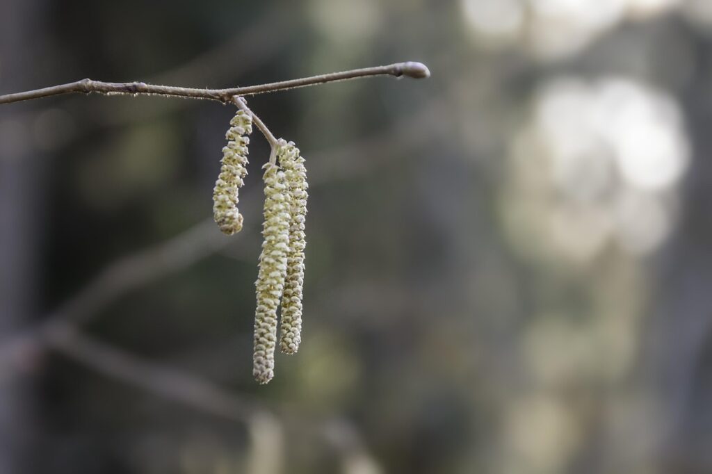 アレルギー対策に最適なサプリのおすすめは？