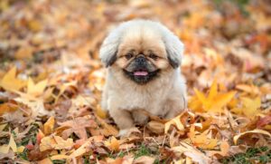 美容家が推奨するシリカ水サプリの効果とは？