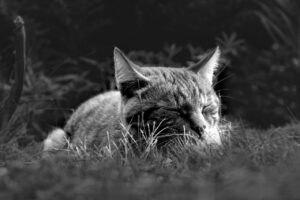 睡眠に効果的なマグネシウムの摂取方法は？