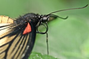 コラーゲンサプリの吸収における低分子と他のタイプの比較は？