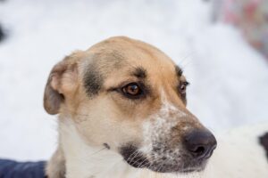 乳酸菌サプリで吹き出物の改善は期待できるのか？