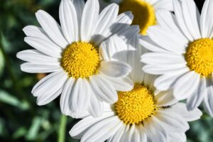 美白サプリの効果はいつ実感できるのか？